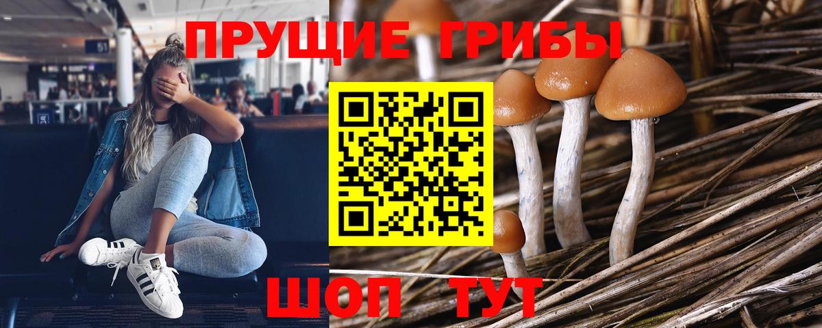 Псилоцибиновые грибы Psilocybine cubensis  Вход с VPN  купить наркоту  Сертолово 